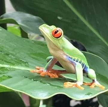 Frog - Photo by Beth Applegate