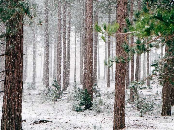Snowy Forest - Photo by Beth Applegate