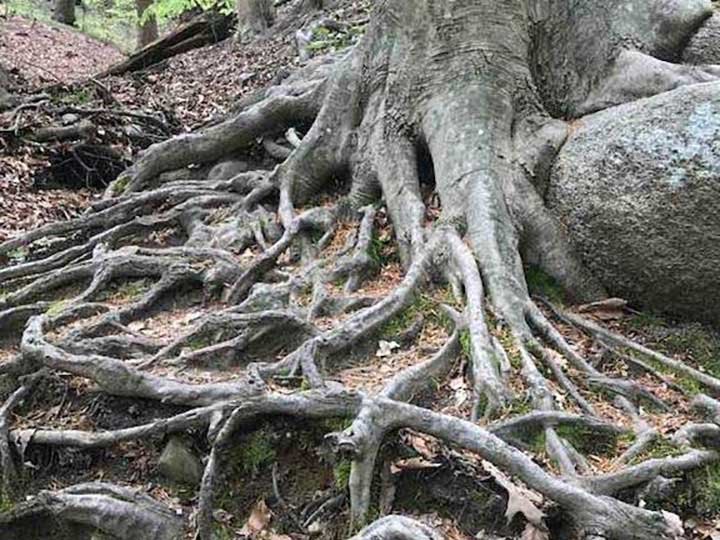 Tree Roots - Photo by Beth Applegate