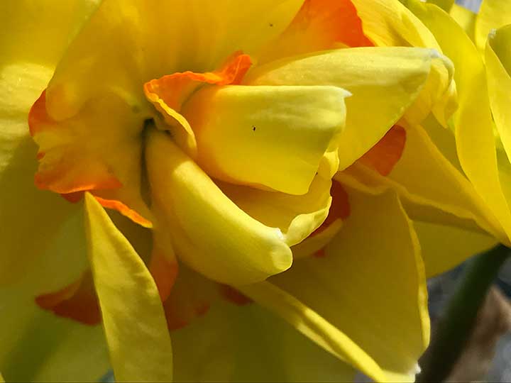 Yellow Flower - Photo by Beth Applegate